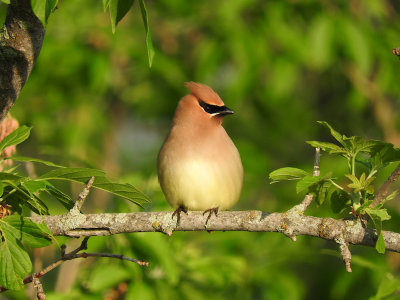 Cedar Waxwing