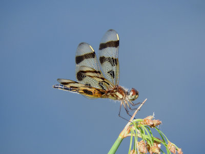 Halloween Pennant (Celithemis eponina)