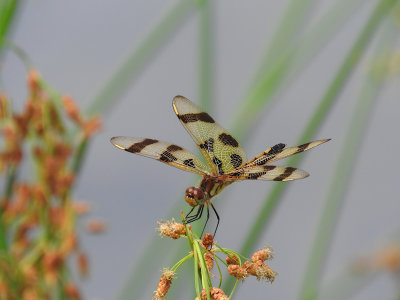 Halloween Pennant (Celithemis eponina)