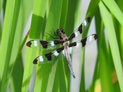 Twelve-spotted Skimmer (Libellula pulchella)