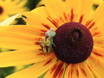 Mating Ambush Bugs