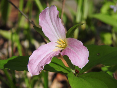 Great White Trillium (fading) Trillium grandiflorum