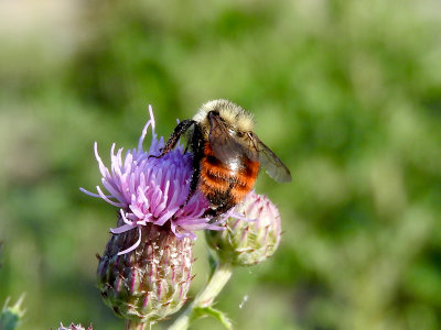Red-belted Bumble Bee (Bombus rufocinctus)