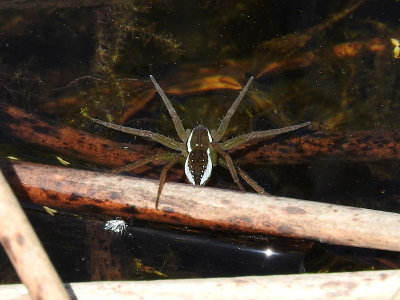 Six-spotted Fishing Spider (Dolomedes Triton)