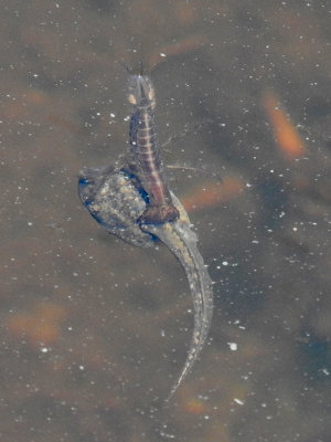 Water tiger with tadpole prey