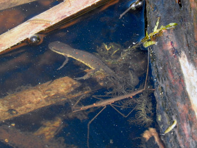 Eastern Newt (Notophthalmus viridescens) and Water Scorpion