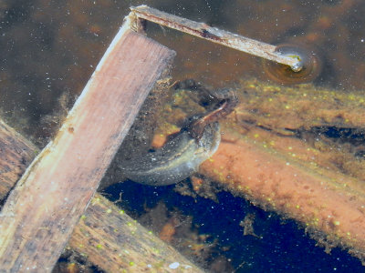 Water tiger with tadpole prey