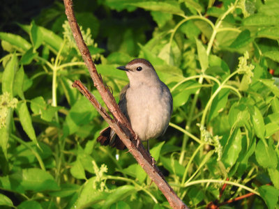 Gray Catbird