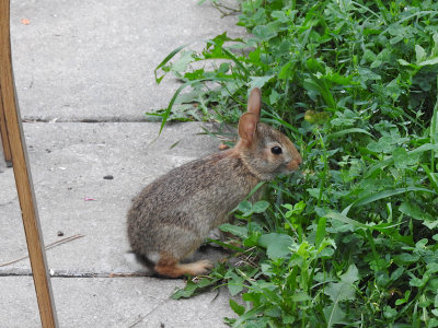 Baby Eastern Cottontail