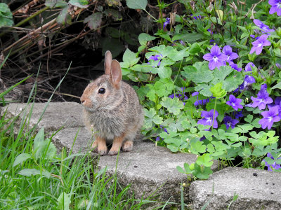 Baby Eastern Cottontail