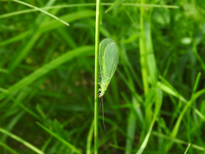 Green lacewing (Chrysoperla sp.)