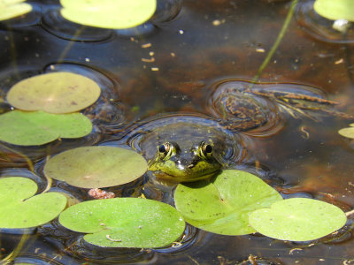 Mink Frog (Rana septentrionalis)