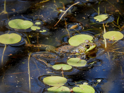 Mink Frog (Rana septentrionalis)