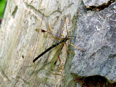 Long-tailed Giant Ichneumonid Wasp (male) (M. macrurus)