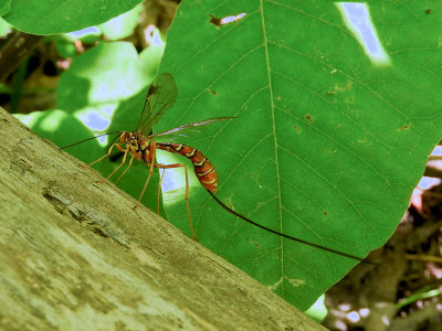 Greenes Giant Ichneumonid Wasp (M. greenei)