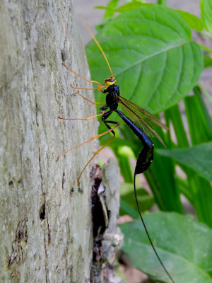 Black Giant Ichneumonid Wasp (M. atrata)