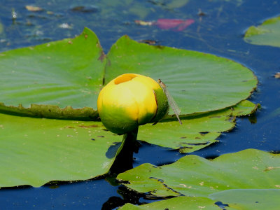 Bullhead Lily wth teneral damselfly