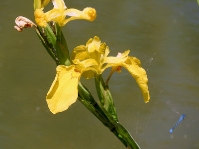 Yellow Iris with bluet flyby