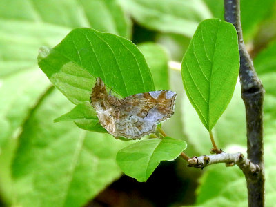 Decorated Owlet (Pangrapta decoralis) Hodges#8490