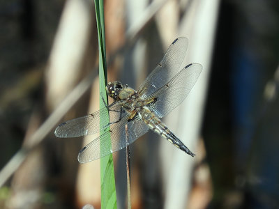 Four-spotted Skimmer (Libellula quadrimaculata)