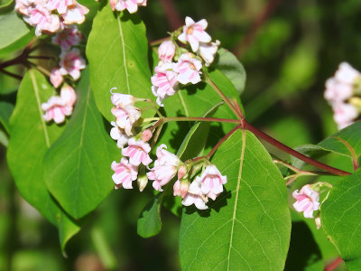 Spreading Dogbane