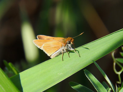 Two-spotted Skipper (Euphyes bimacula)
