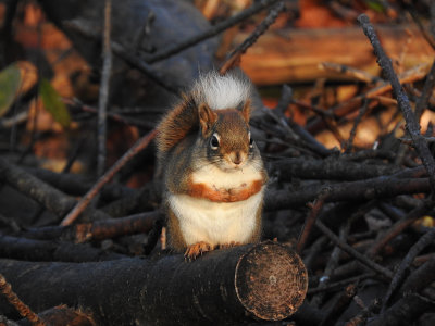 American Red Squirrel with white-tipped Tail