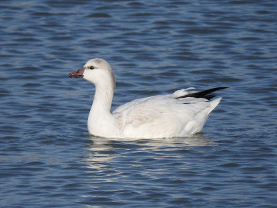 Ross's Goose