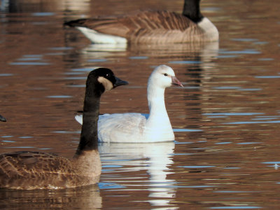 Ross's Goose with Canada Goose