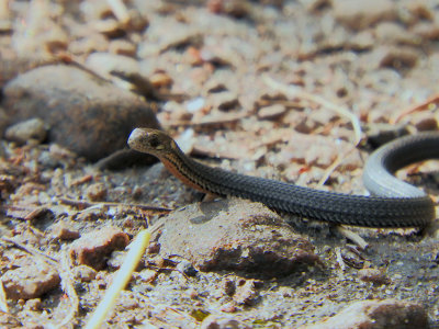 Red-bellied Snake