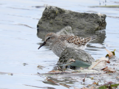 White-rumped Sandpiper