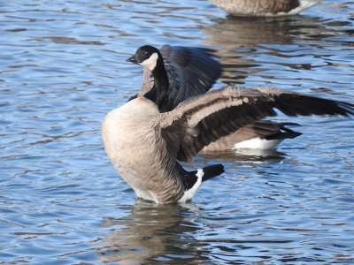 Cackling Goose (Branta hutchinsii )