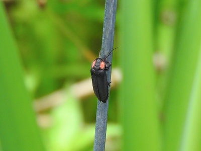 Dark Firefly (Pyropyga nigricans)