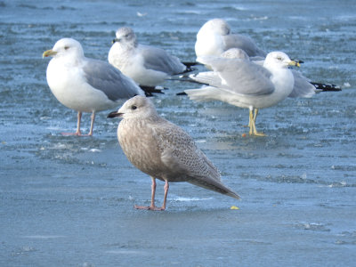 Iceland Gull (juvenile) with Herring and Ring-billed Gulls