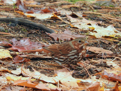 Fox Sparrow