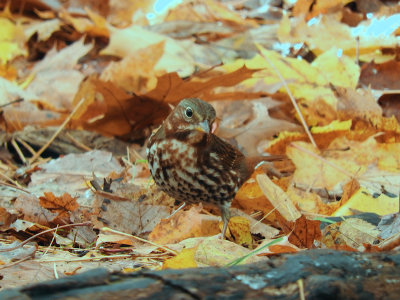 Fox Sparrow