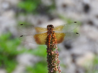 Band-winged Meadowhawk (Sympetrum occidentale)
