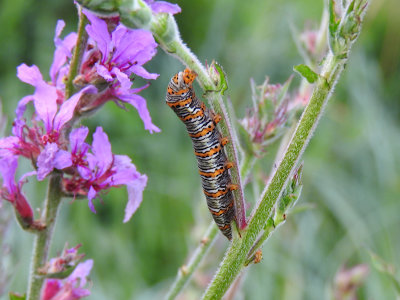 Pearly Wood-nymph (Eudryas unio)