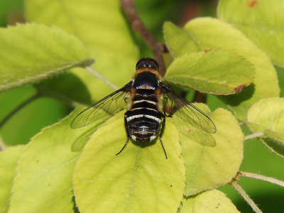 Banded Bee Fly (Villa sp.)