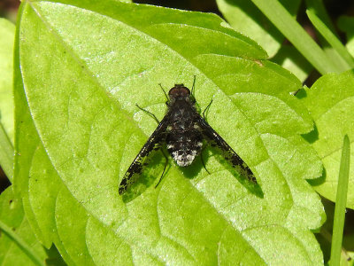 Spotted Bee Fly (Anthrax irroratus)