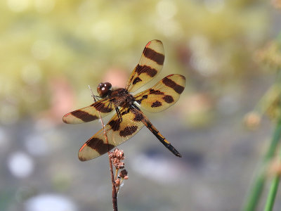 Halloween Pennant (Celithemis eponina)