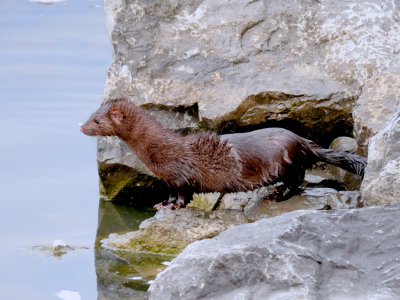 American Mink (Neovison vison)