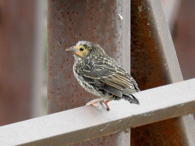 Red-winged Blackbird fledgling