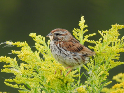Song Sparrow with food