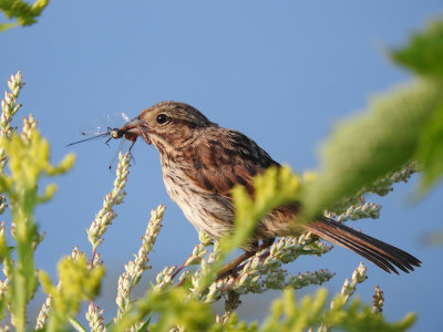 Song Sparrow with White-faced Meadowhawk