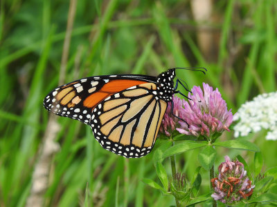 Monarch on Red Clover