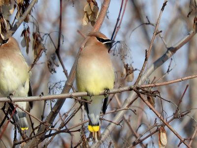 Cedar Waxwing