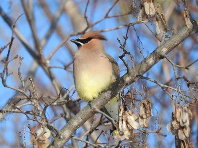 Cedar Waxwing