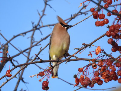 Cedar Waxwing