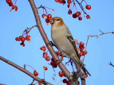 Pine Grosbeak